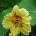 Tropaeolum majus 'Peach Melba' fleur